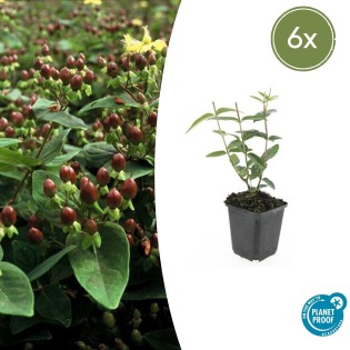 6X Hypericum Inodorum - ↕10-25Cm - Ø9Cm