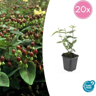 20X Hypericum Inodorum - ↕10-25Cm - Ø9Cm