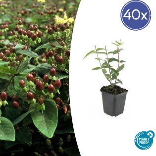 40X Hypericum Inodorum - ↕10-25Cm - Ø9Cm