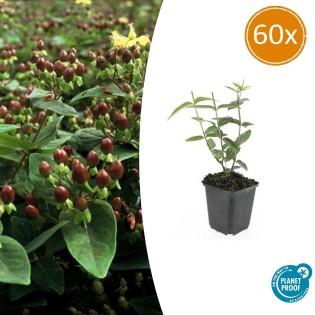 60X Hypericum Inodorum - ↕10-25Cm - Ø9Cm