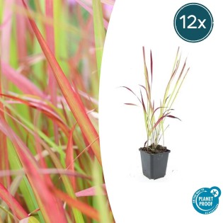 12X Imperata Cylindrica 'Red Baron' - ↕10-25Cm - Ø9Cm