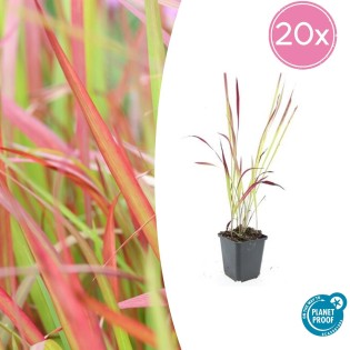 20X Imperata Cylindrica 'Red Baron' - ↕10-25Cm - Ø9Cm