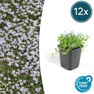 12X Isotoma Fluviatilis - ↕10-25Cm - Ø9Cm