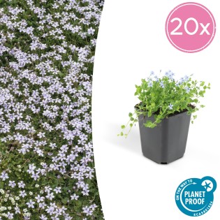 20X Isotoma Fluviatilis - ↕10-25Cm - Ø9Cm