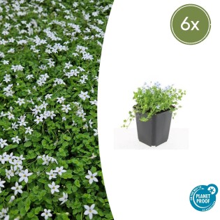 6X Isotoma Fluviatilis 'Alba'- ↕10-25Cm - Ø9Cm