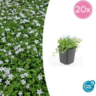 20X Isotoma Fluviatilis 'Alba'- ↕10-25Cm - Ø9Cm