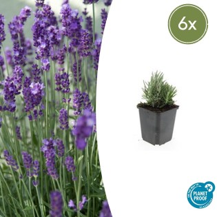 6X Lavandula Ang. 'Dwarf Blue' - ↕10-25Cm - Ø9Cm