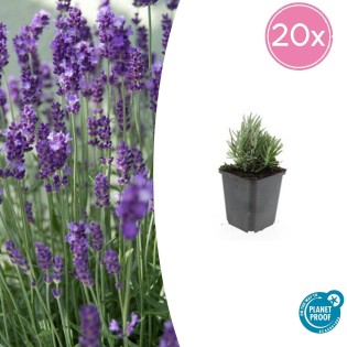 20X Lavandula Ang. 'Dwarf Blue' - ↕10-25Cm - Ø9Cm