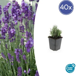 40X Lavandula Ang. 'Dwarf Blue' - ↕10-25Cm - Ø9Cm