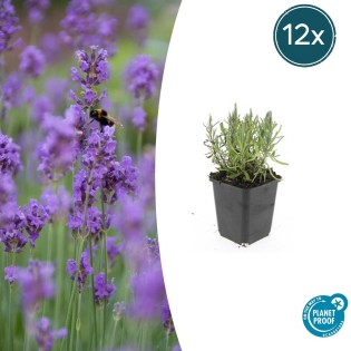 12X Lavandula Ang. 'Munstead' - ↕10-25Cm - Ø9Cm