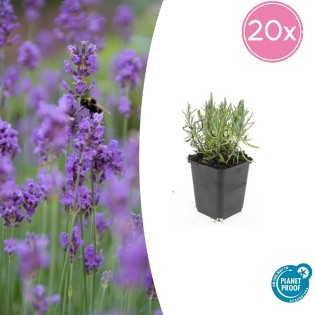 20X Lavandula Ang. 'Munstead' - ↕10-25Cm - Ø9Cm