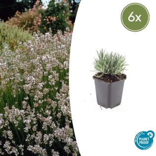 6X Lavandula Int. 'Edelweiss' - ↕10-25Cm - Ø9Cm