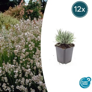 12X Lavandula Int. 'Edelweiss' - ↕10-25Cm - Ø9Cm