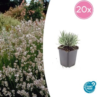 20X Lavandula Int. 'Edelweiss' - ↕10-25Cm - Ø9Cm
