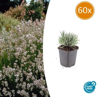 60X Lavandula Int. 'Edelweiss' - ↕10-25Cm - Ø9Cm