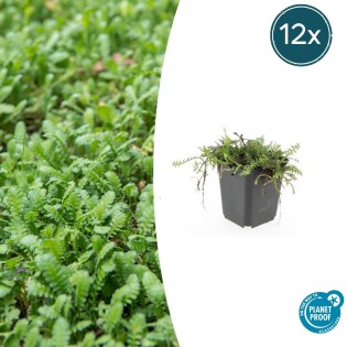 12X Leptinella Squalida - ↕10-25Cm - Ø9Cm