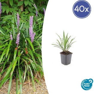 40X Liriope Muscari 'Ingwersen' - ↕10-25Cm - Ø9Cm