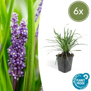 6X Liriope Muscari 'Moneymaker' - ↕10-25Cm - Ø9Cm