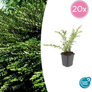 20X Lonicera Pileata 'Purple Pearl' - ↕10-25Cm - Ø9Cm