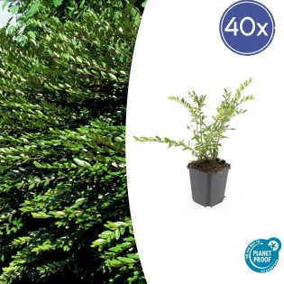 40X Lonicera Pileata 'Purple Pearl' - ↕10-25Cm - Ø9Cm