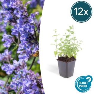 12X Nepeta 'Six Hills Giant' - ↕10-25Cm - Ø9Cm