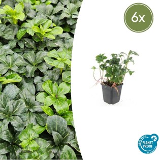6X Pachysandra Term. 'Green Sheen' - ↕10-25Cm - Ø9Cm