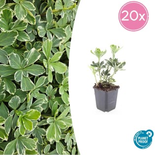20X Pachysandra Term. 'Variegata' - ↕10-25Cm - Ø9Cm