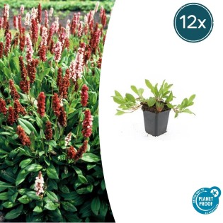 12X Persicaria Aff. 'Darjeeling Red' - ↕10-25Cm - Ø9Cm