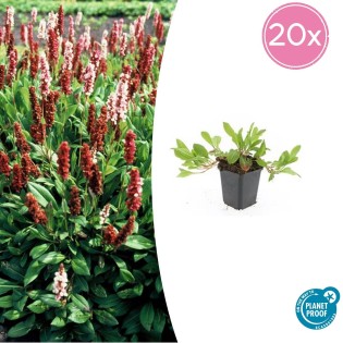 20X Persicaria Aff. 'Darjeeling Red' - ↕10-25Cm - Ø9Cm