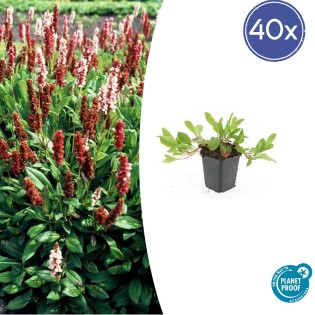 40X Persicaria Aff. 'Darjeeling Red' - ↕10-25Cm - Ø9Cm