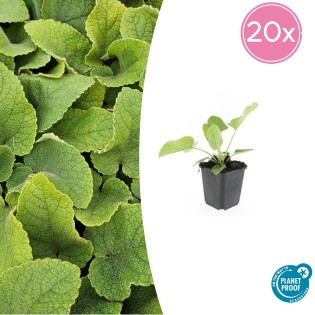 20X Phlomis Russeliana - ↕10-25Cm - Ø9Cm