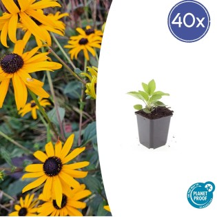 40X Rudbeckia Fulgida 'Goldsturm' - ↕10-25Cm - Ø9Cm