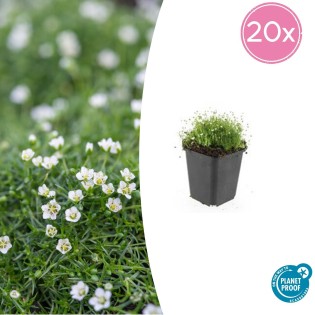 20X Sagina Subulata - ↕10-25Cm - Ø9Cm