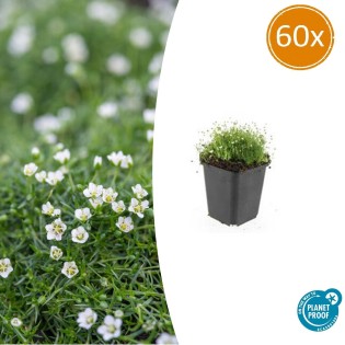 60X Sagina Subulata - ↕10-25Cm - Ø9Cm