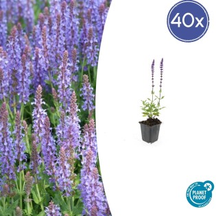 40X Salvia Nem. 'Caradonna' - ↕10-25Cm - Ø9Cm