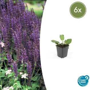 6X Salvia Nem. 'Mainacht' - ↕10-25Cm - Ø9Cm