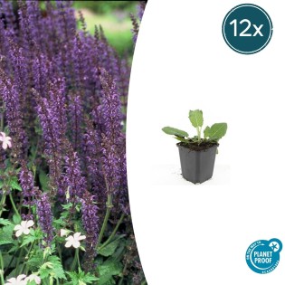 12X Salvia Nem. 'Mainacht' - ↕10-25Cm - Ø9Cm