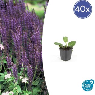40X Salvia Nem. 'Mainacht' - ↕10-25Cm - Ø9Cm