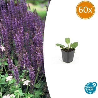 60X Salvia Nem. 'Mainacht' - ↕10-25Cm - Ø9Cm