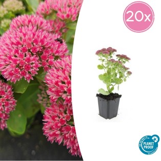 20X Sedum 'Herbstfreude' - ↕10-25Cm - Ø9Cm