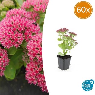 60X Sedum 'Herbstfreude' - ↕10-25Cm - Ø9Cm