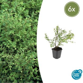 6X Symphoricarpos Ch. 'Hancock' - ↕10-25Cm - Ø9Cm