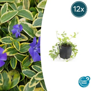 12X Vinca Minor 'Aureovariegata' - ↕10-25Cm - Ø9Cm