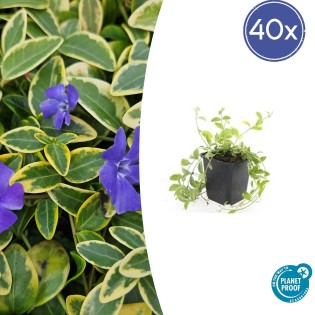 40X Vinca Minor 'Aureovariegata' - ↕10-25Cm - Ø9Cm