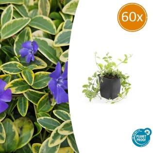 60X Vinca Minor 'Aureovariegata' - ↕10-25Cm - Ø9Cm