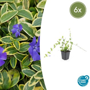 6X Vinca Minor 'Blue And Gold' - ↕10-25Cm - Ø9Cm