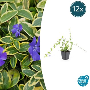 12X Vinca Minor 'Blue And Gold' - ↕10-25Cm - Ø9Cm