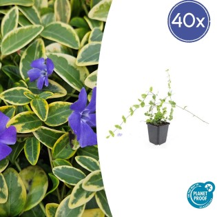 40X Vinca Minor 'Blue And Gold' - ↕10-25Cm - Ø9Cm