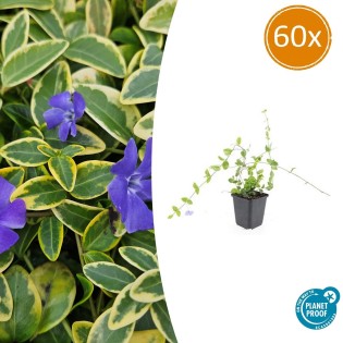 60X Vinca Minor 'Blue And Gold' - ↕10-25Cm - Ø9Cm