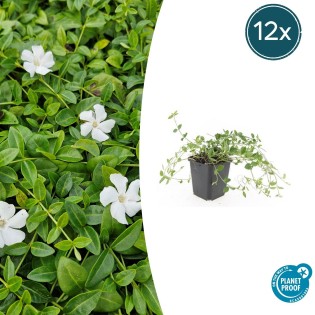 12X Vinca Minor 'Gertrude Jekyll' - ↕10-25Cm - Ø9Cm